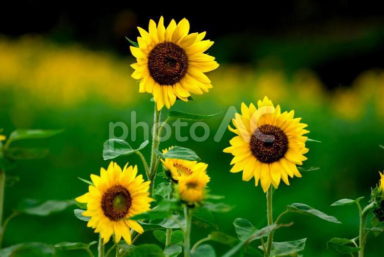 ＜五島の風景＞夏の満開のヒマワリ畑の景色 ひまわり,ひまわり畑,花の写真素材