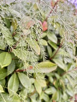 雨に濡れた美しい植物、雫 葉っぱ,植物,グリーンの写真素材