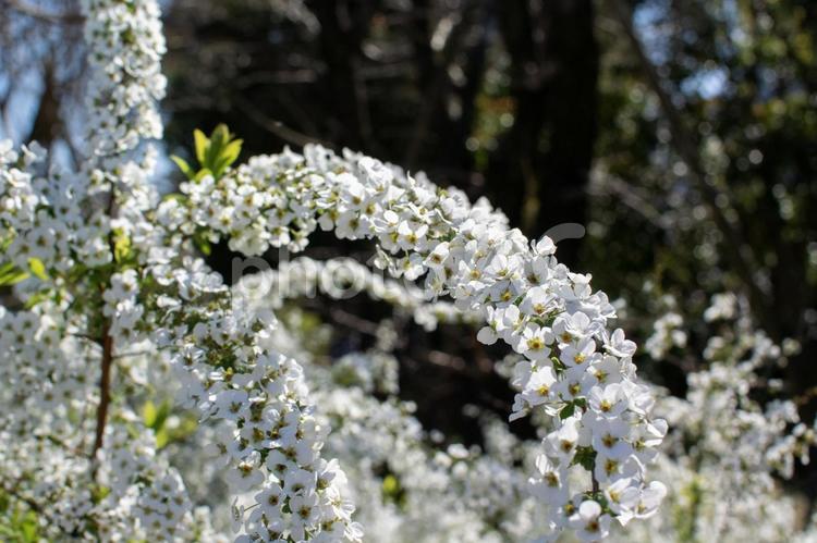 ユキヤナギ - No: 26138367｜写真素材なら「写真AC」無料（フリー）ダウンロードOK