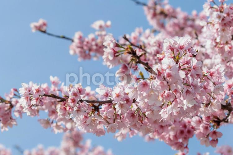 早くも満開の早咲きの河津さくら 春,桜,花の写真素材