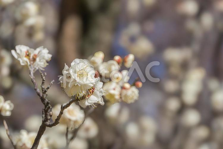 開き始めた公園の梅の花 白梅,うめ,ピンクの写真素材