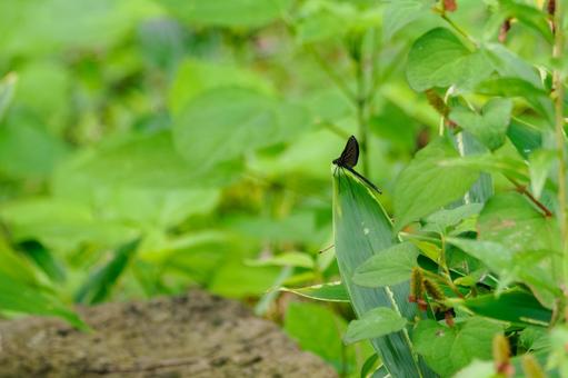 Photo, dragonfly, hagorotorbo, longhorn, 