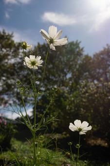秋の青空に映える白いコスモスの花 秋の青空に映える白いコスモスの花の写真