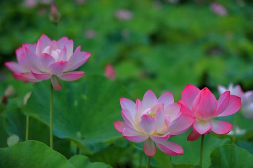 Photo, oga lotus, a lotus, lotus, 