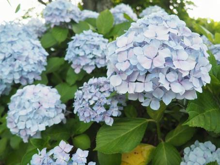 紫陽花 紫陽花の写真