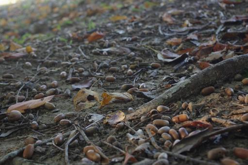秋のどんぐり拾い　3 秋,どんぐり,ドングリの写真素材