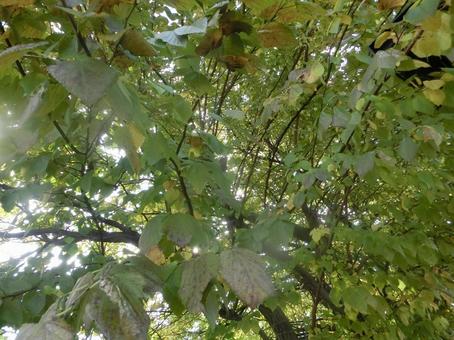 Photo, autumn leaves, autumn, late autumn, 