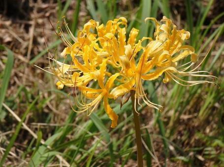 [Photo of cluster amaryllis] Scenery of cluster amaryllis blooming, JPG