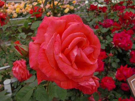 赤い薔薇 赤い薔薇の写真