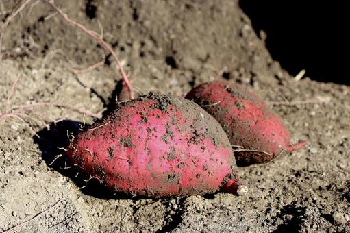 収穫したばかりのさつまいも さつまいも,芋掘り,収穫の写真素材