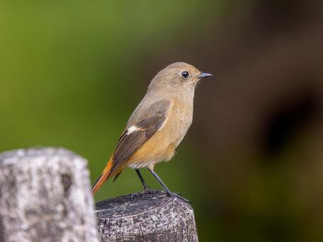 木にとまるジョウビタキのメス・ジョビコ ジョウビタキ,ジョビコ,鳥の写真素材