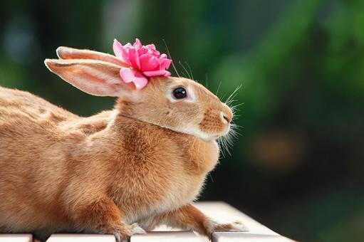 ペットのうさぎ うさぎ,ペット,動物の写真素材