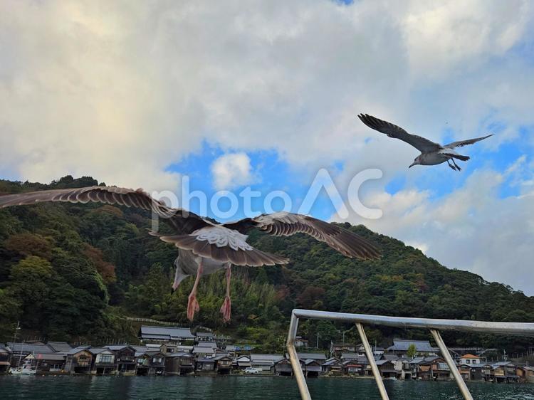 伊根町のウミネコ ウミネコ,伊根町,鳥の写真素材