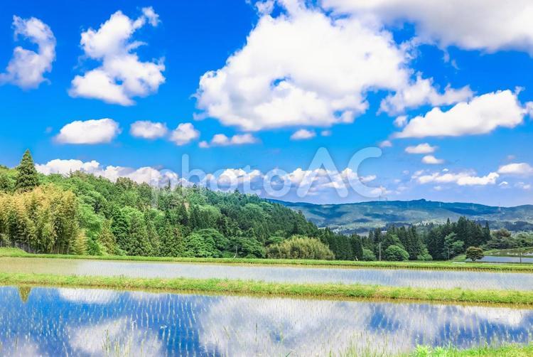 水田に映る空の田舎の風景 水田,水,空の写真素材