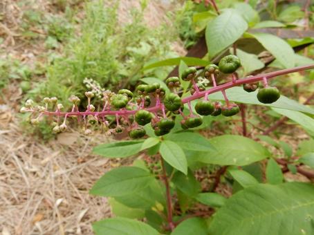 【植物写真】ヨウシュヤマゴボウ 【植物写真】ヨウシュヤマゴボウの写真