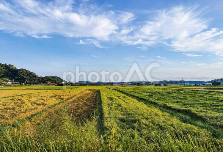 千葉県南部　8月の田園風景 田園風景,農地,八月の写真素材