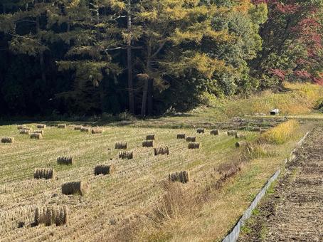 晩秋の田んぼ（藁ロール） 秋,朝,景色の写真素材