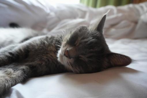 眠り猫 眠り猫の写真