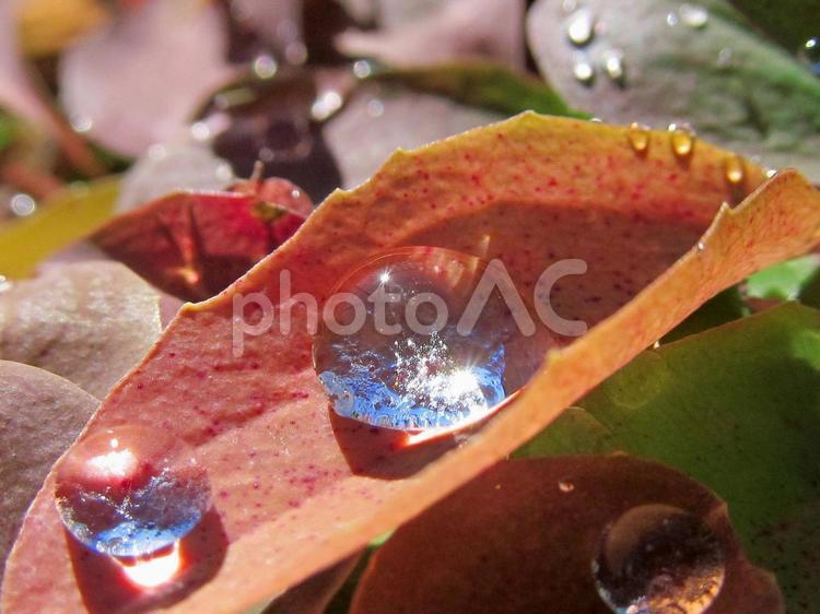 水滴と朝の光の風景 水滴,しずく,雨の写真素材