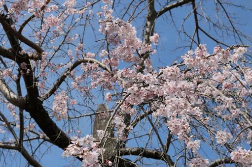 桜 桜の写真