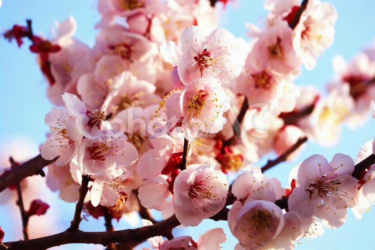 梅の花の開花 うめ,梅,花の写真素材