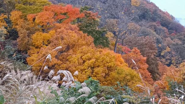 魚沼スカイラインの紅葉 魚沼スカイライン,紅葉,護国観音苑の写真素材