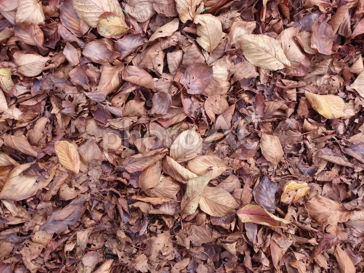 桜の落ち葉の絨毯 落ち葉,枯れ葉,絨毯の写真素材