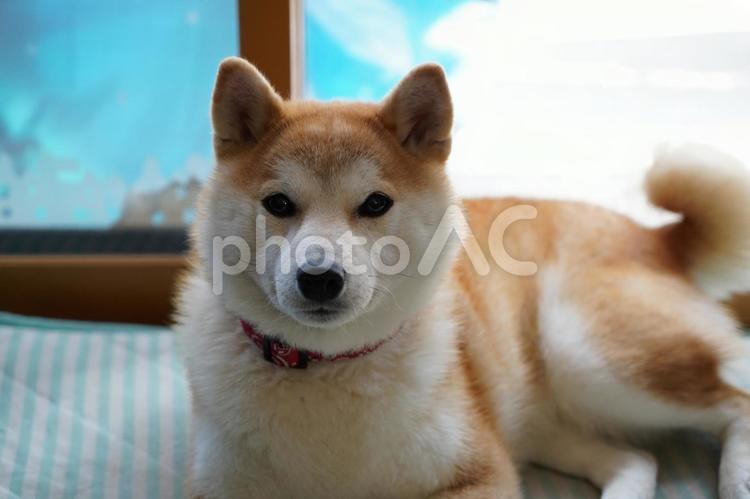 の～んびり、お昼寝の準備のゆず 柴犬,犬,日本犬の写真素材