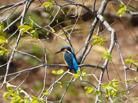 池そばの木の枝にとまるカワセミの写真