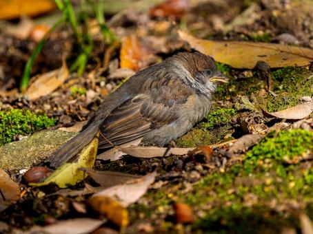 地面を歩くスズメの若鳥 地面を歩くスズメの若鳥 スズメ,雀,鳥の写真素材
