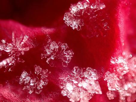 さざんかの霜 霜,霜の結晶,さざんかの写真素材