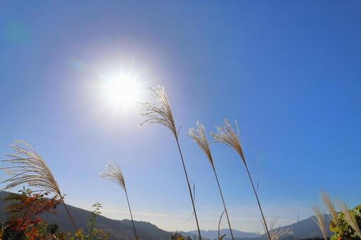 すすき　青空　太陽　山地 すすき,空,青空の写真素材