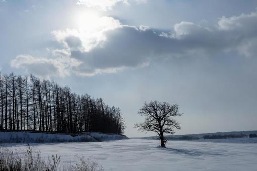 雪原に佇む一本の木 雪原に佇む一本の木 雪原,太陽,一本木の写真素材
