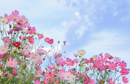 ピンク系秋桜の花畑と空 ピンク系秋桜の花畑と空 秋桜,秋,花の写真素材