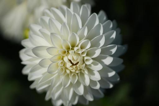 ダリア(HAKU) ダリア(HAKU)の写真