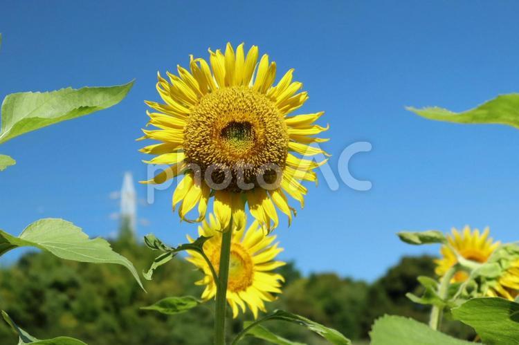 いつでも下を向かないひまわりの花 ひまわり,ひまわり畑,夏の写真素材