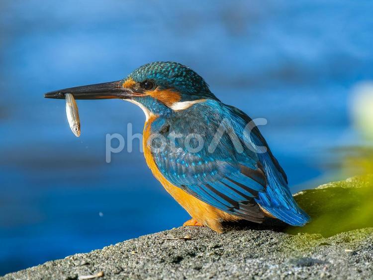 魚を食べるカワセミ カワセミ,野鳥,鳥の写真素材