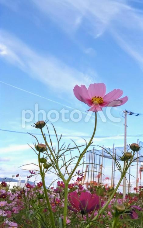 コスモス畑と秋の空 コスモス,コスモス畑,秋の花の写真素材