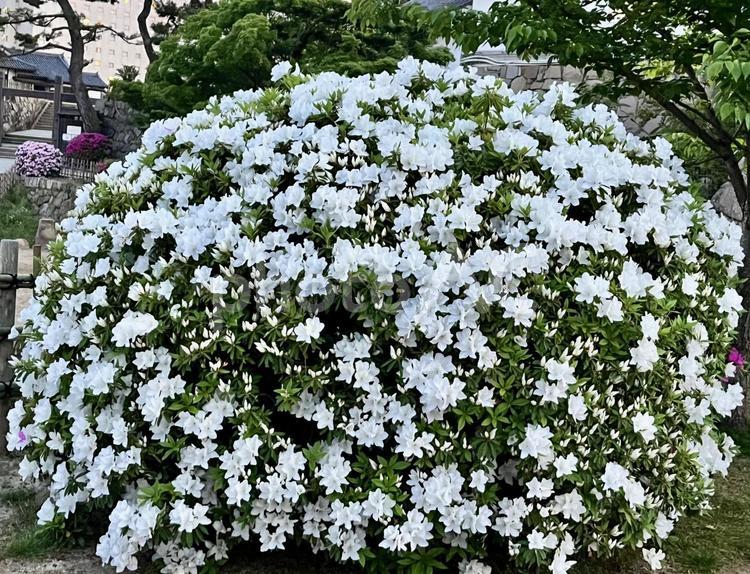 【花の写真】ツツジ ツツジ,つつじ,躑躅の写真素材