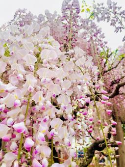 藤の花 藤の花 藤の花,自然,背景の写真素材