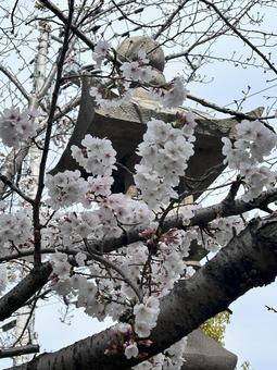 神社の桜の写真