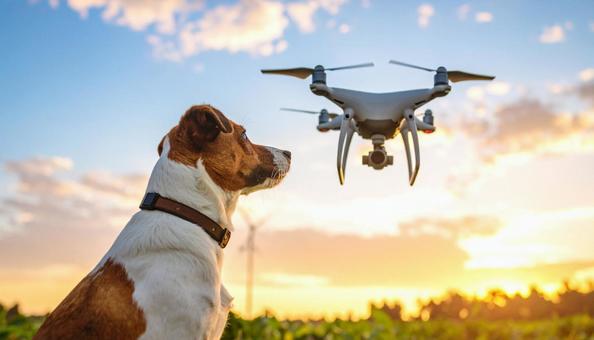 ドローンを見上げる犬 ドローンを見上げる犬の写真