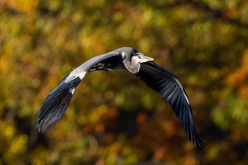 空飛ぶアオサギ 空飛ぶアオサギ サギ,アオサギ,野鳥の写真素材