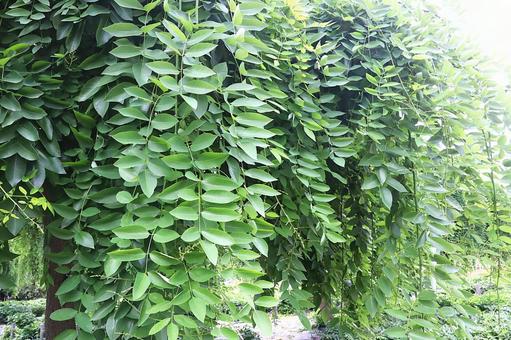 植物 シダレエンジュの葉 植物 シダレエンジュの葉 シダレエンジュ,植物,木の写真素材