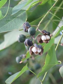 ナンキンハゼの実b ナンキンハゼ,実,植物の写真素材