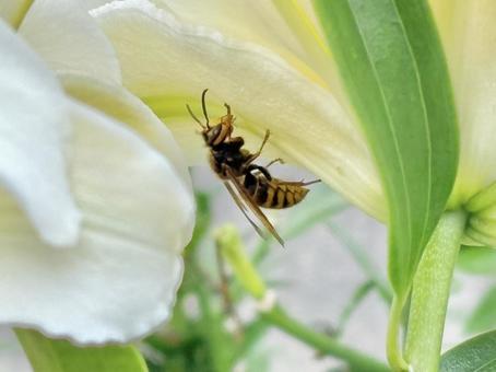 白い花の影に隠れるスズメバチ 白い花の影に隠れるスズメバチの写真