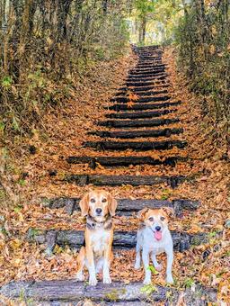 紅葉と僕達⑨ 犬,ビーグル,ジャックラッセルテリアの写真素材
