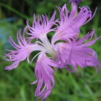 Photo, kawaranadesico, kawaguchi tetsuya, flower, 