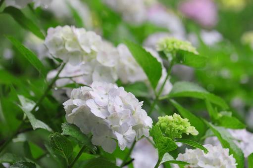雨と紫陽花 雨と紫陽花 紫陽花,花,梅雨の写真素材