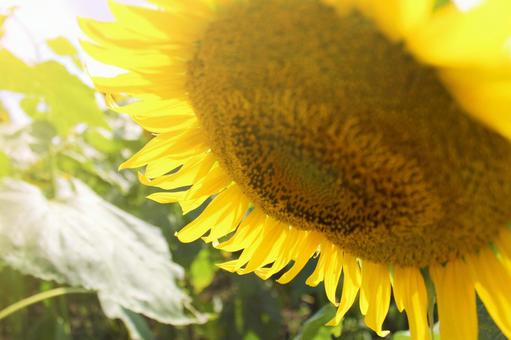 ひまわりのアップ 夏 ひまわりのアップ 夏の写真
